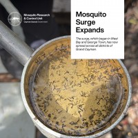 Mosquito Surge Expands Across Grand Cayman