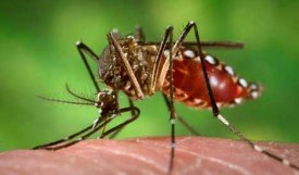 MRCU warns of upcoming Mosquito Emergence in Grand Cayman