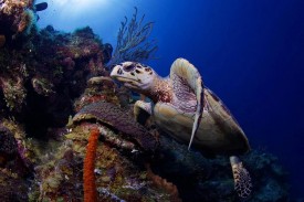Little Cayman takes next step towards UNESCO World Heritage Status