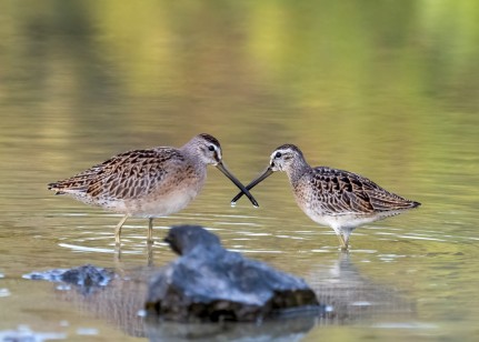 MIGRATORY BIRDS IN THE CAYMAN ISLANDS: SEASONAL VISITORS TO OUR SHORES