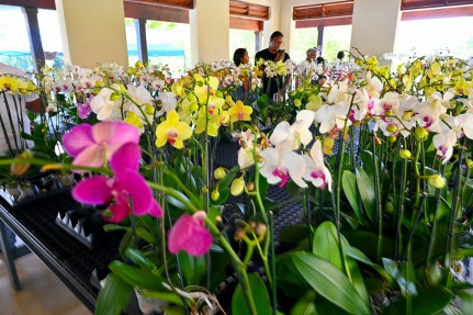 A Blooming Tradition: Orchid Show Draws Crowds to the Botanic Park