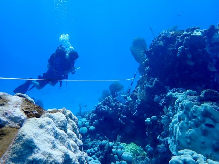EARTH DAY: LITTLE CAYMAN HOPE SPOT SHOWS EARLY SIGNS OF REEF RECOVERY FOLLOWING WORLD’S MOST EXTREME CORAL BLEACHING EVENT