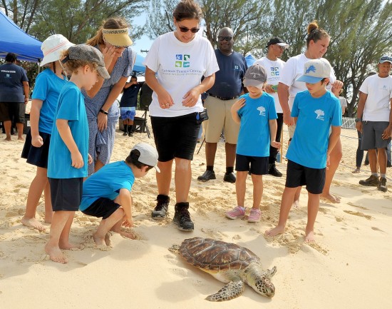 Green sea turtles released into the wild in honour of Pirates Week Green sea turtles released into the wild in honour of Pirates Week