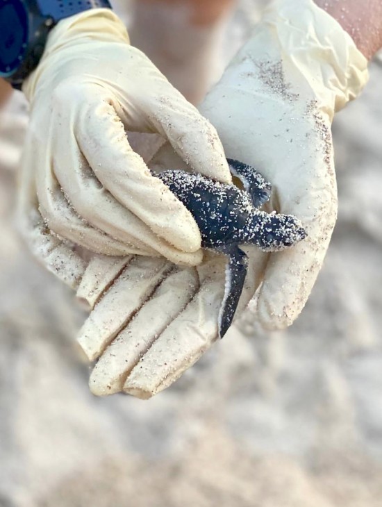 2020 Turtle Season: a record year 2020 Turtle Season: a record year