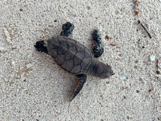 Record breaking turtle nesting season Record breaking turtle nesting season