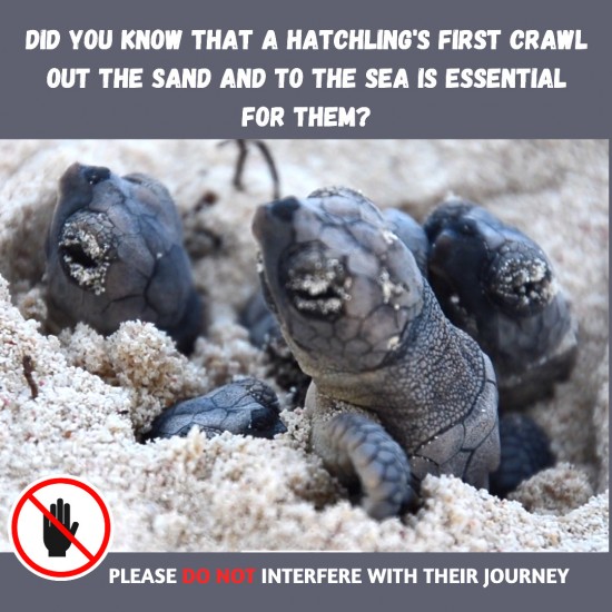 Turtle Hatchling Advisory Turtle Hatchling Advisory