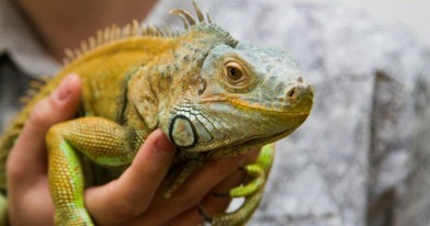 RCIPS & DOE Remind Iguana Cullers of Responsibilities