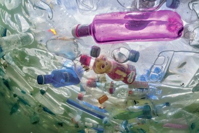 Save the Planet: Microplastics found in tiny insects