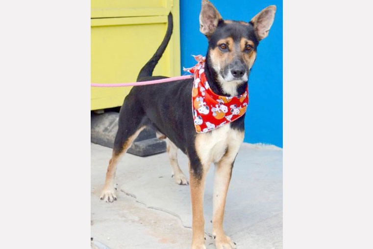 Adopt a Pet: This is Jepetto