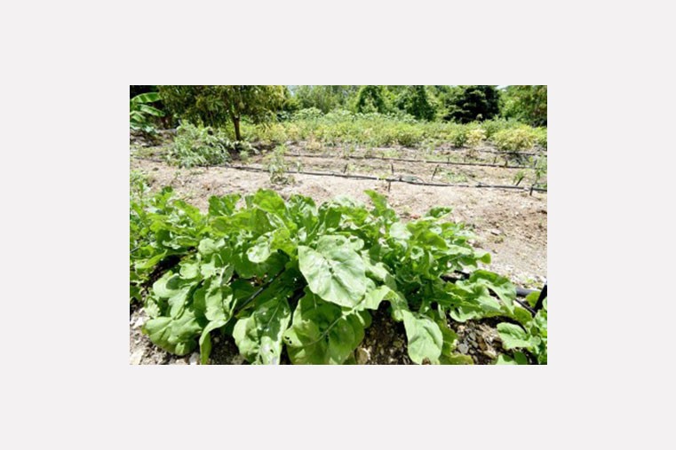 Sparkies Amazing Farm