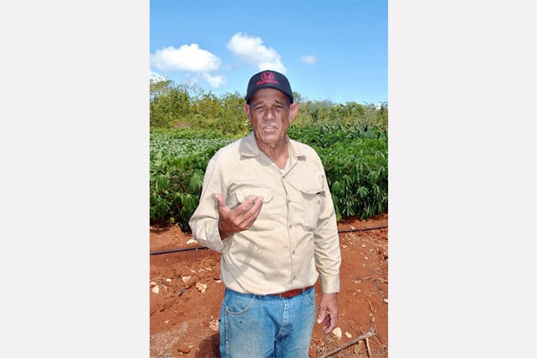 East End’s sweet potato king