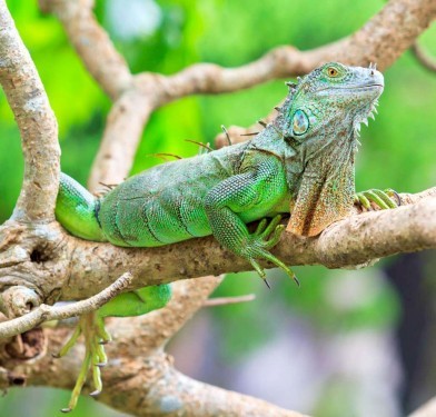 DOE Reports Drastic Decline in Green Iguana Population