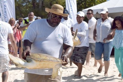 Annual Turtle Release a Success