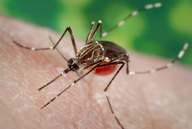 Honduras uses tech to tackle dengue fever
