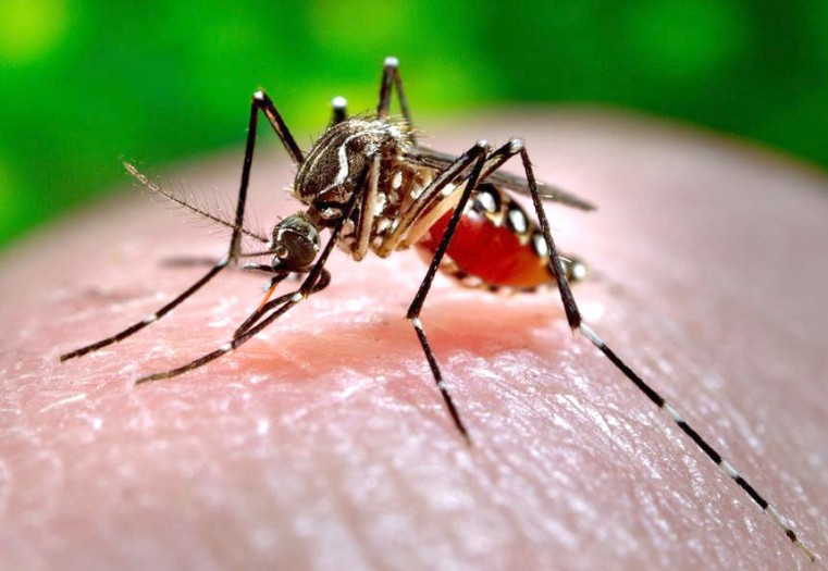 Dengue Update as of 22 November 2019