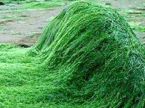SPIRULINA