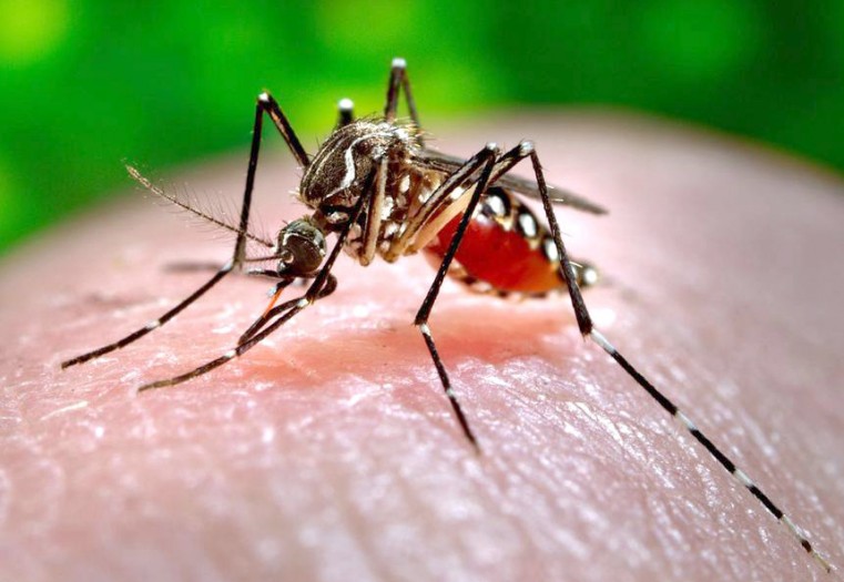 Three new cases of dengue in the Cayman Islands
