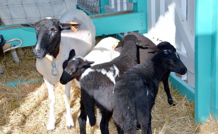 Agriculture – the mainstay of Cayman