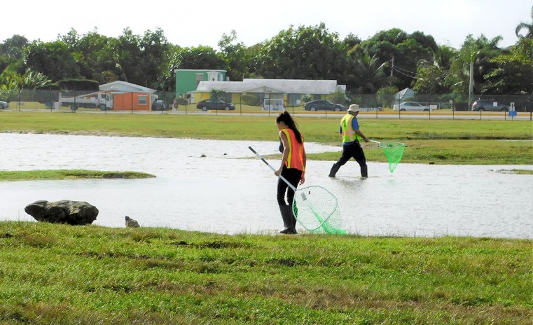 Airport Relocates Pond Wildlife