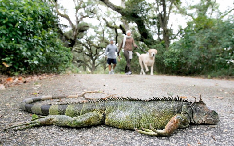 Frozen iguanas ‘fell from the skies’
