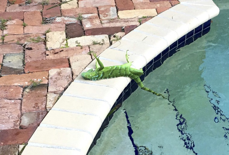 Frozen iguanas ‘fell from the skies’