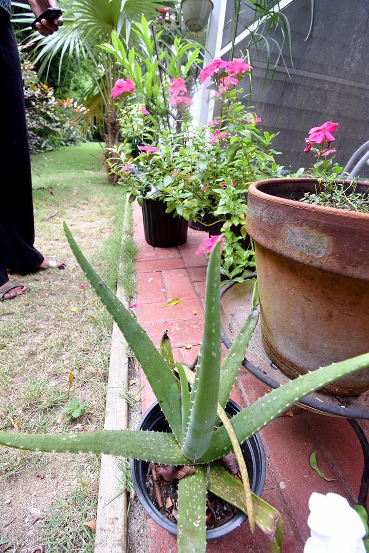 Plenty of pots and planters