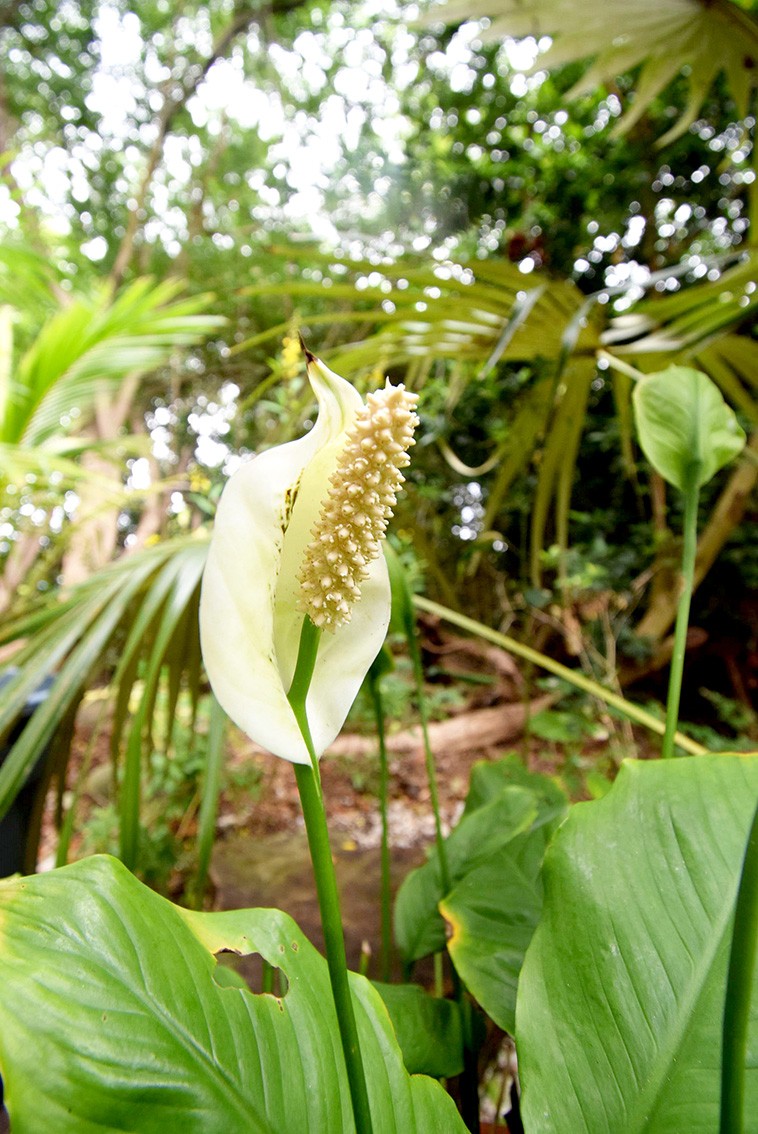 Shade-loving flower
