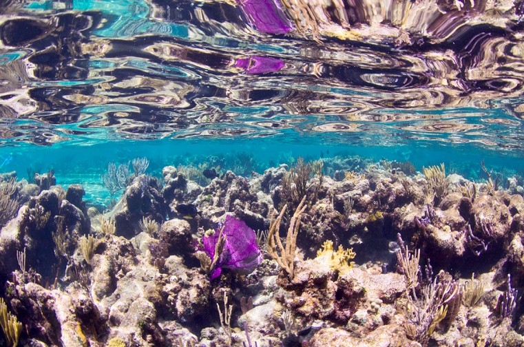 Money, knowledge and power needed to save reefs