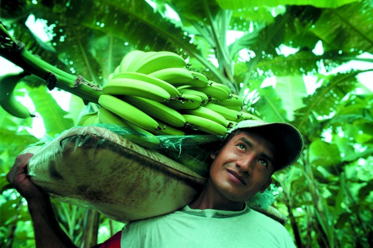 Honduran economy boosted by fruits to US