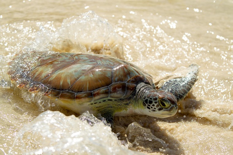 New turtle nesting numbers confirm continuing success of Cayman Turtle Centre’s release programme