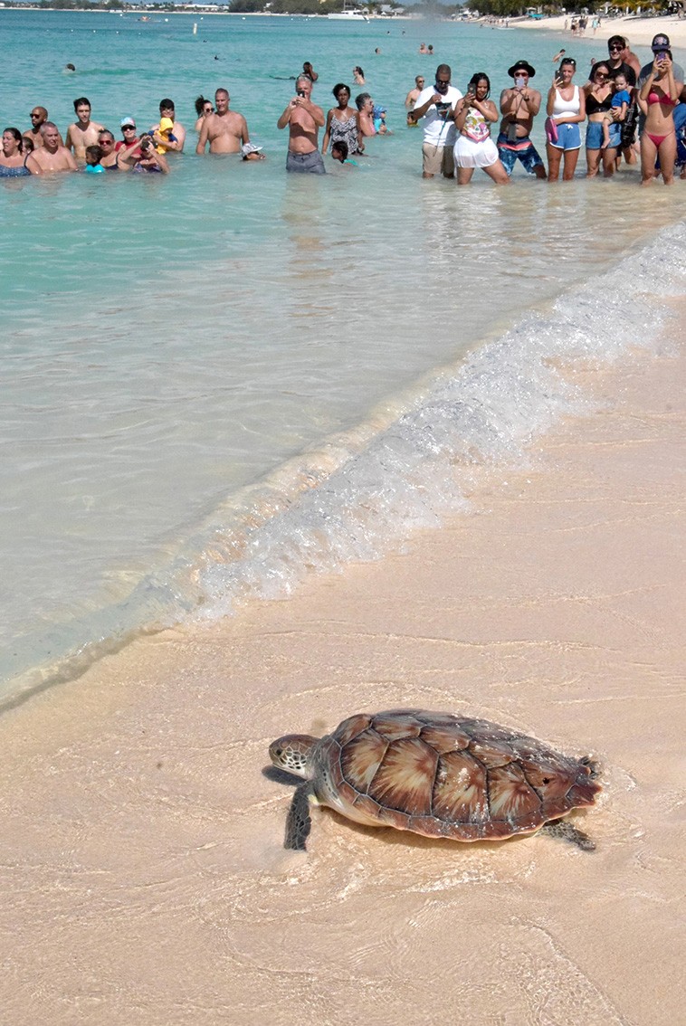 Release of a head-started green sea turtle in Grand Cayman at the Annual Pirates Week Public Turtle Release in 2019. This turtle was one of twenty head-started turtles released that day.