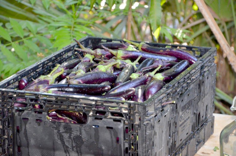 Beautiful produce from Clarence Mclaughlin’s farm