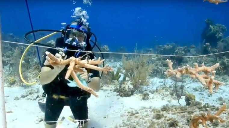 Reefs Go Live – Free modules, open-access for everyone