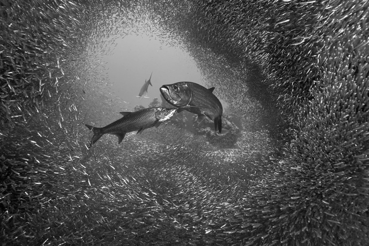 Silver Curtain by Chris Alpers