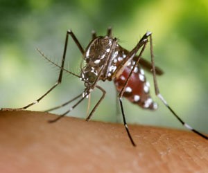 Mosquito problem worsened by Covid-19 restrictions