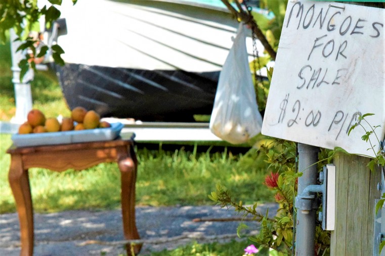 Lots of signs on garden fences and walls for mangoes