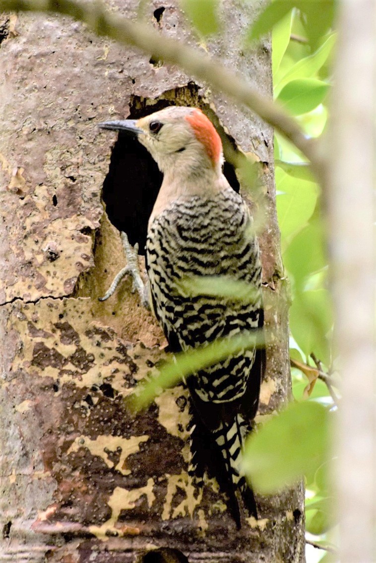 Cayman’s Botanic Park, where everything comes alive