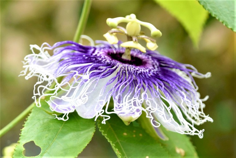 Passionate about passion-fruit flowers