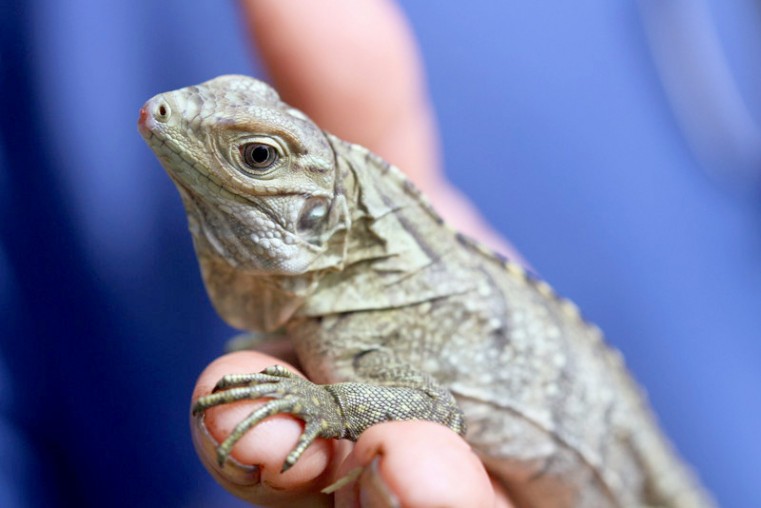 BLUE GENES BABIES: NEW FOCUSED APPROACH TO BLUE IGUANA CONSERVATION