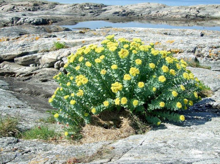 RHODIOLA - POWERFUL HERB