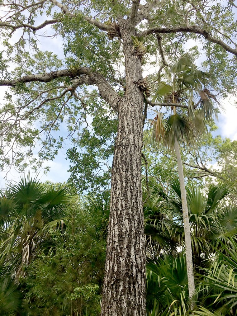 The magnificent Mahogany tree
