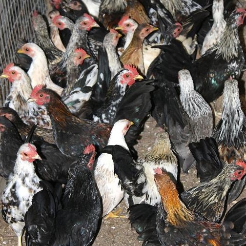 Temporary Restrictions on the Importation of Poultry from the UK