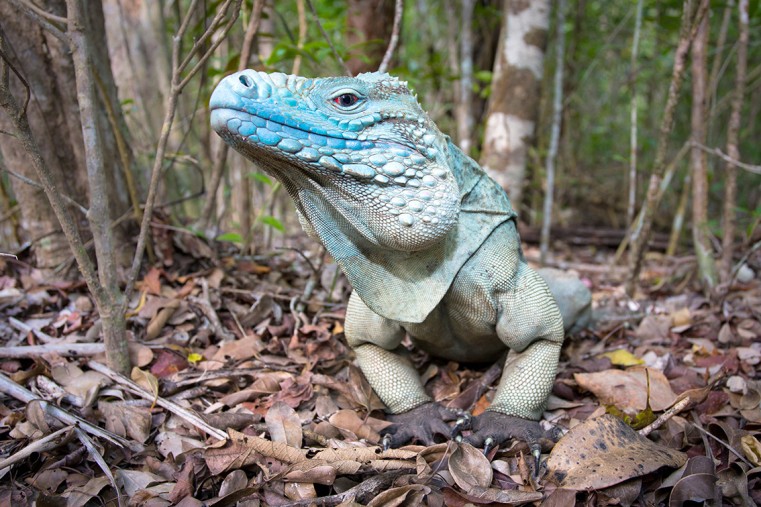 Community Notice: ENJOY THE BEST OF BOTH WORLDS AT THE BLUE IGUANA CONSERVATION FACILITY AND THE QUEEN ELIZABETH II BOTANIC PARK