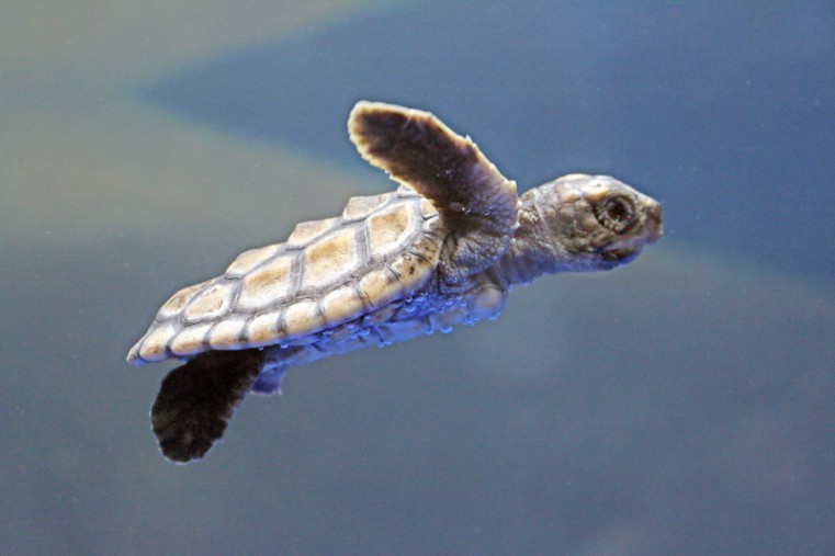 Santa Turtle stops by Cayman Brac