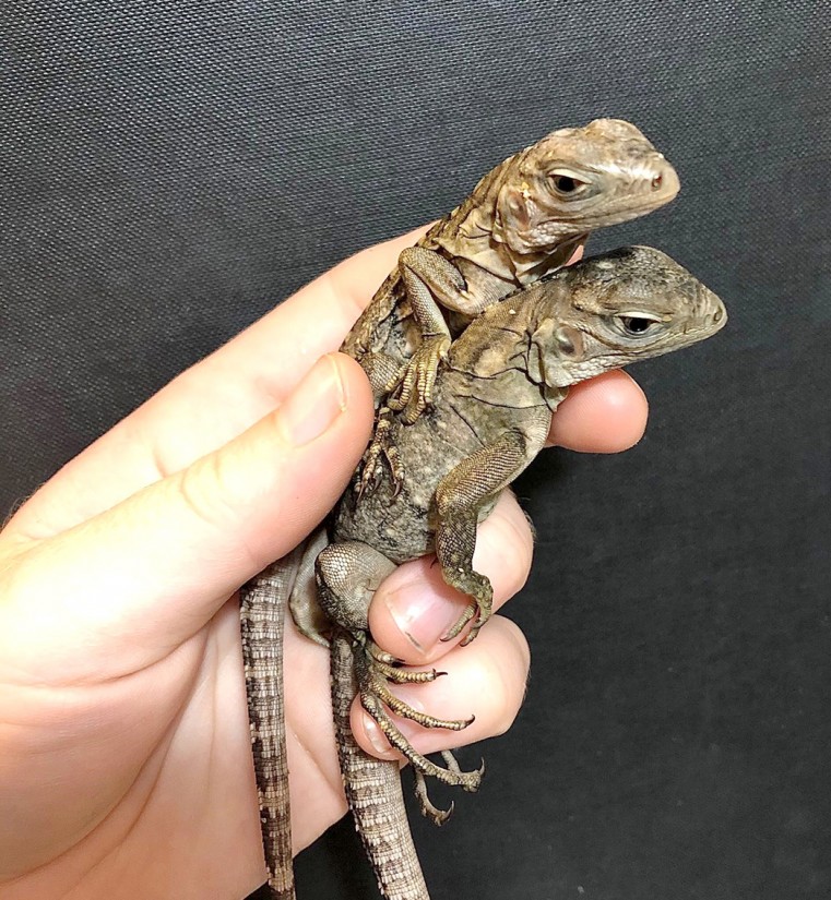 Rare twins for Blue Iguana