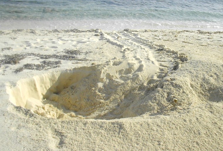 Turtle nest - green