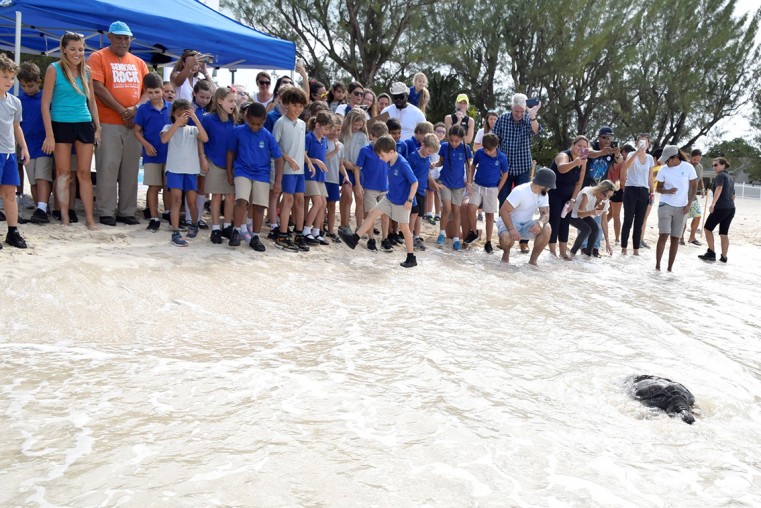 CIS students and teachers, along with Turtle Centre staff, wave bye-bye to Moonlight the turtle