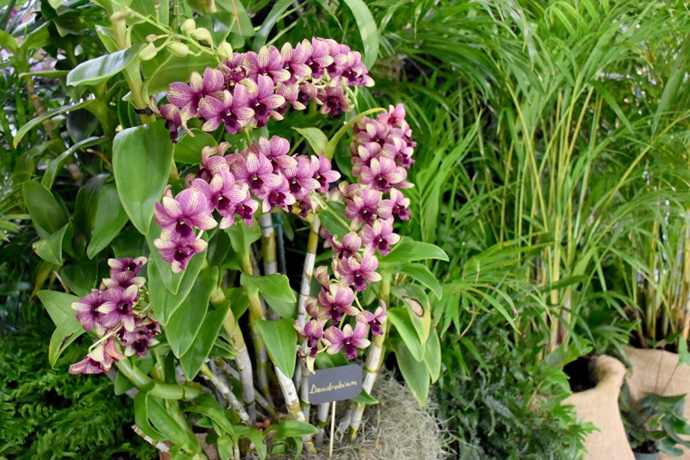 BOTANIC PARK ORCHID SHOW AND SALE IS BACK