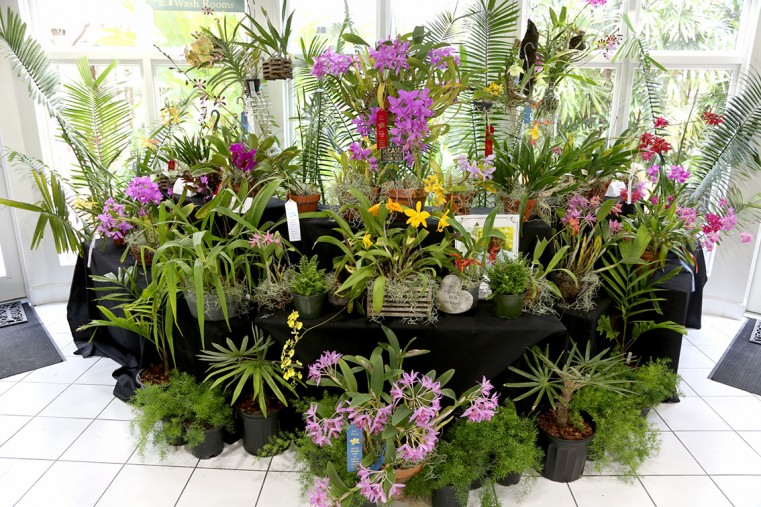 Botanic Park Orchid Show & Sale: A Springtime Oasis
