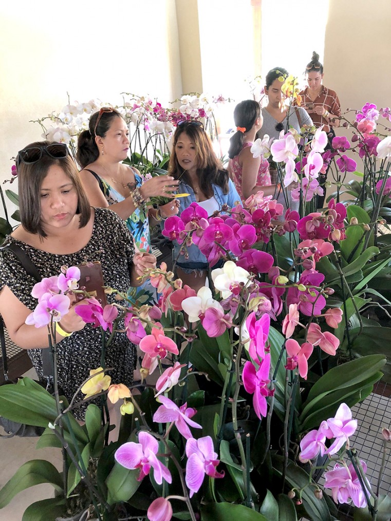 Orchid lovers carefully shopping for their favourite blooms